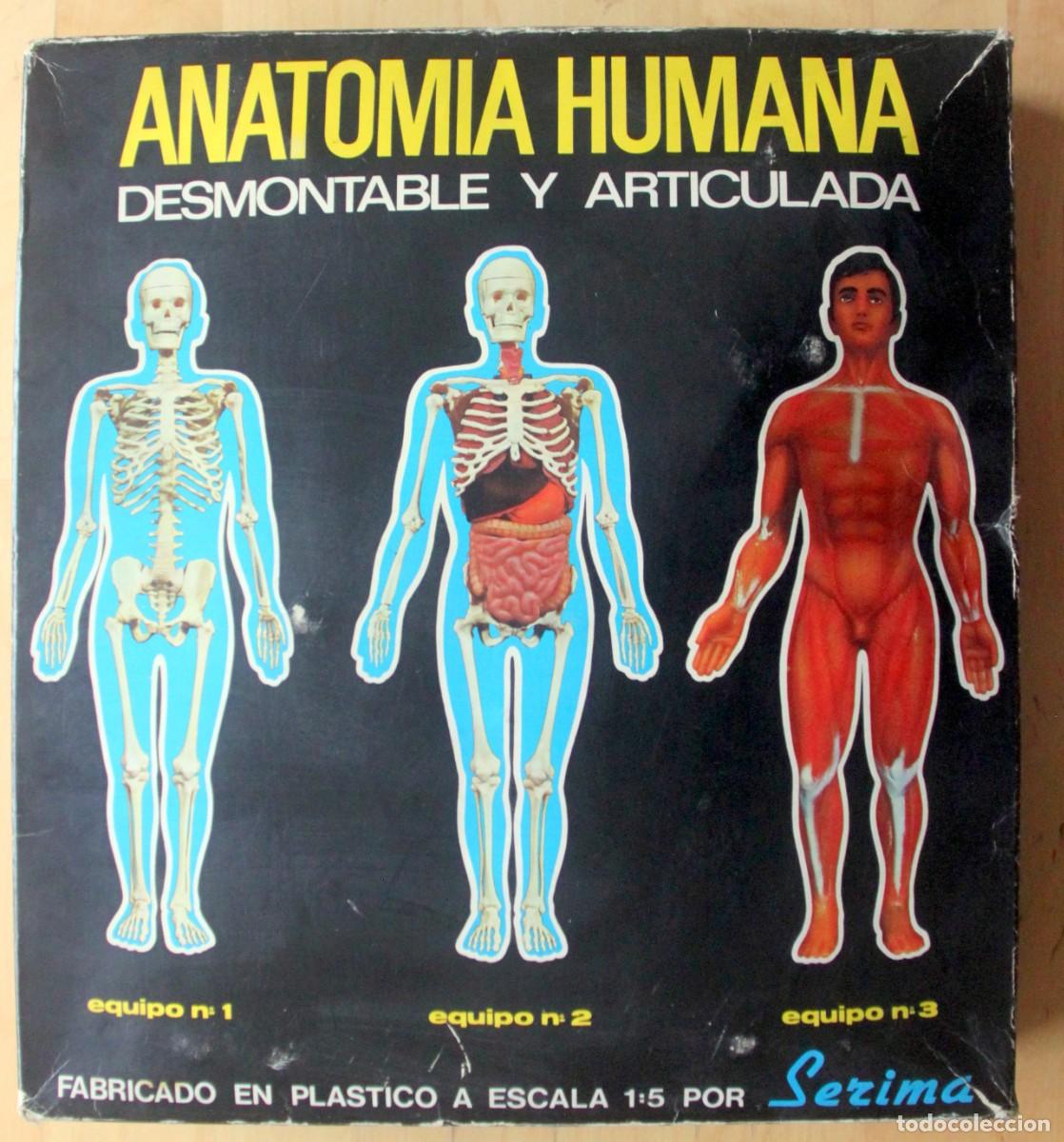 Juguetes antiguos y juegos de colecci&oacute;n: Anatomia humana escala 1:5 - Serima 1960's