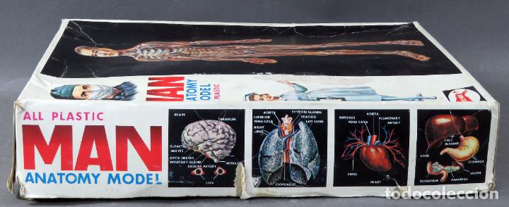 anatomía humana japonesa bullmark man anatomy m - Buy Antique toys 