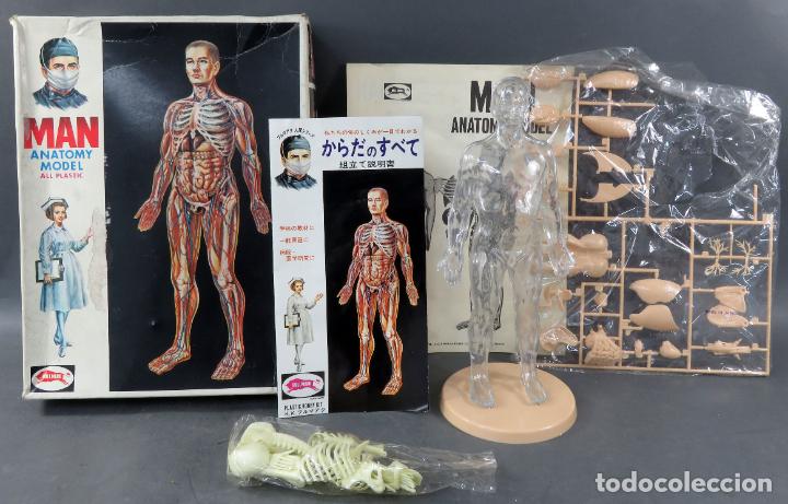 anatomía humana japonesa bullmark man anatomy m - Buy Antique toys 