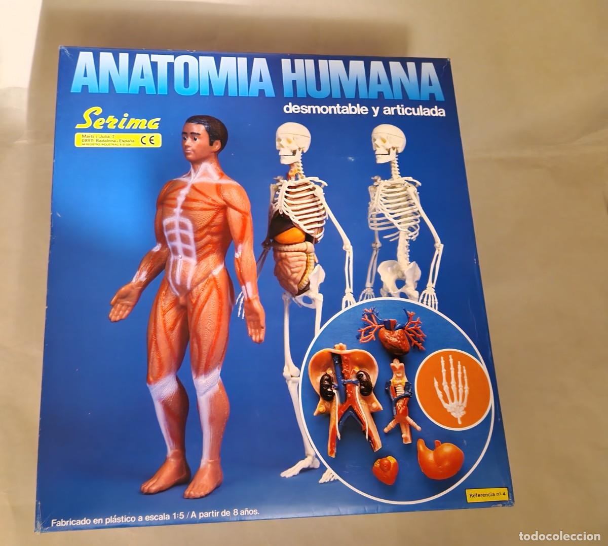 Juguetes antiguos: ANATOMIA HUMANA SERIMA - - Foto 2