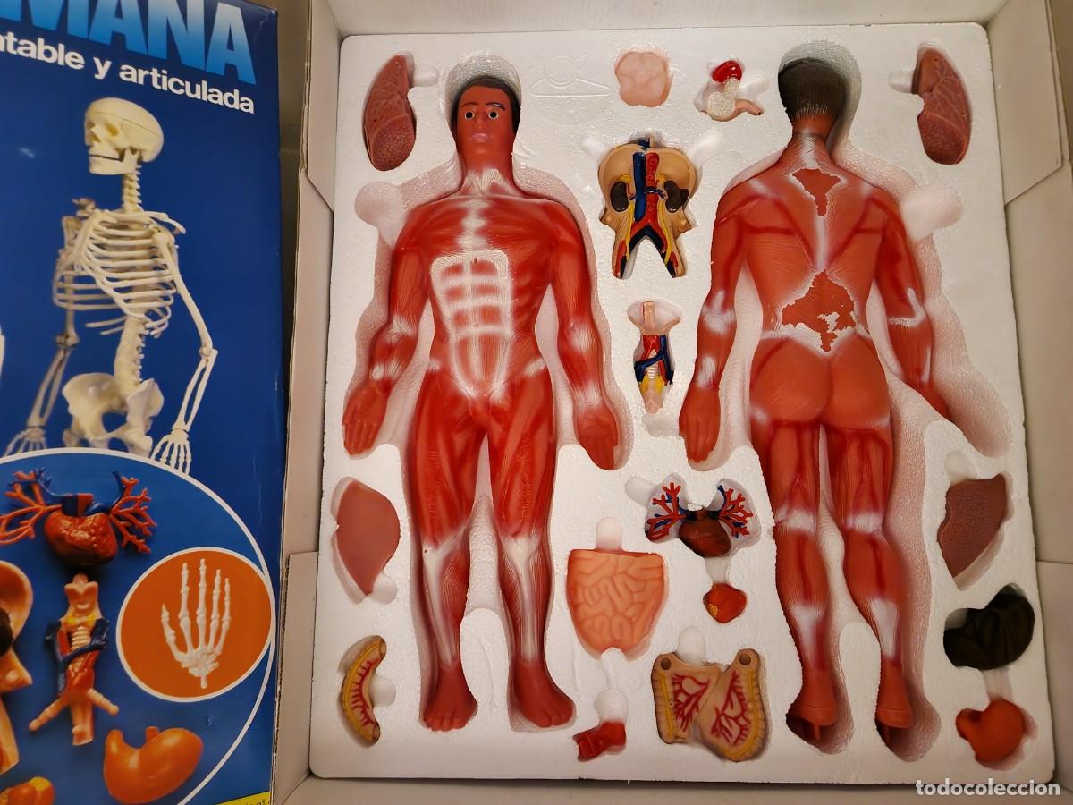 Juguetes antiguos: ANATOMIA HUMANA SERIMA - - Foto 1