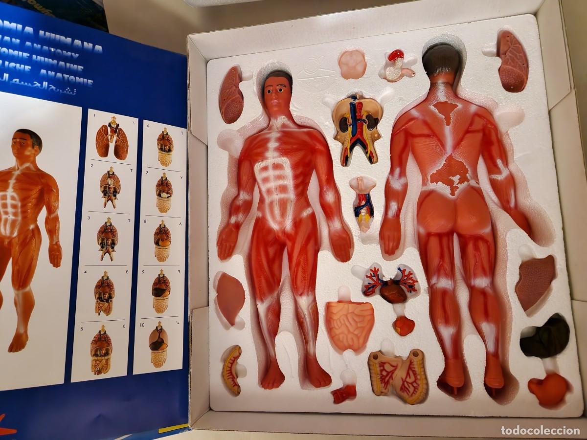 Juguetes antiguos: ANATOMIA HUMANA SERIMA - - Foto 3