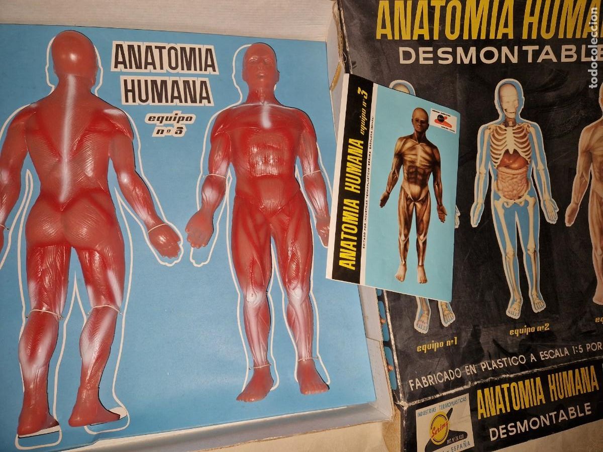 Juguetes antiguos: ANATOMIA HUMANA DE SERIMA - Foto 1