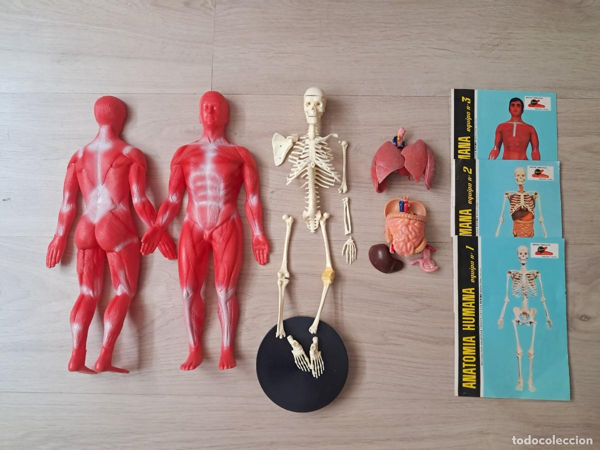 Giocattoli antichi: Juego Cuerpo Humano A&ntilde;os 70. Falta alguna pieza.