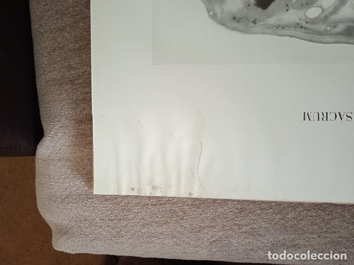 Libros: LIBRO Coupes horizontales du tronc - Foto 4