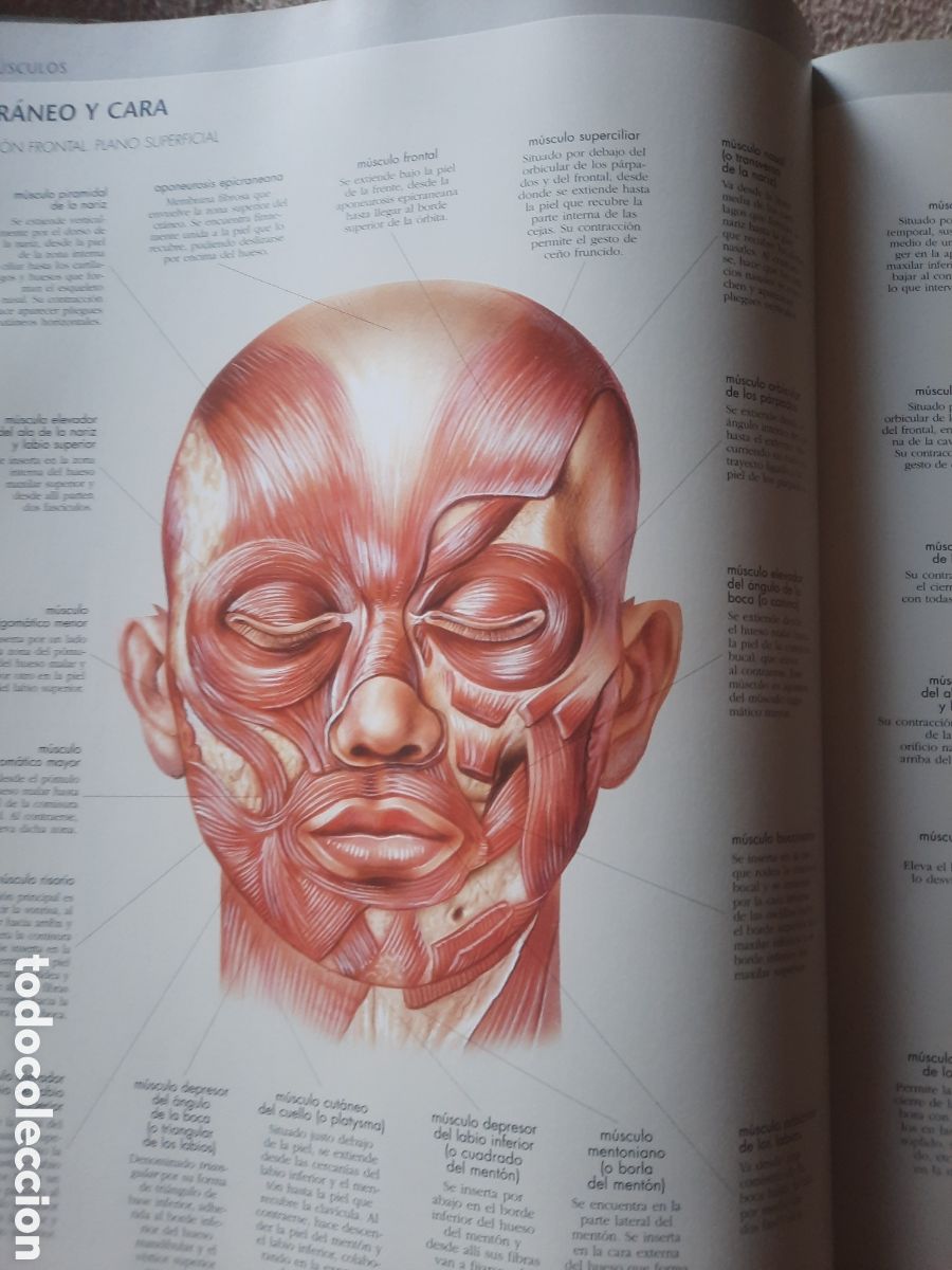 Libros: Gran Atlas del cuerpo humano - Foto 3