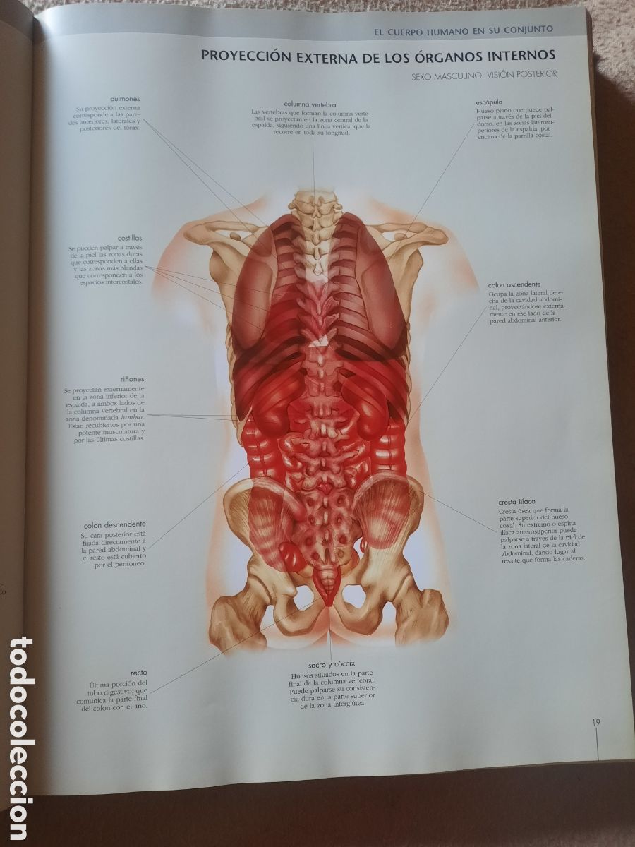 Libros: Gran Atlas del cuerpo humano - Foto 4
