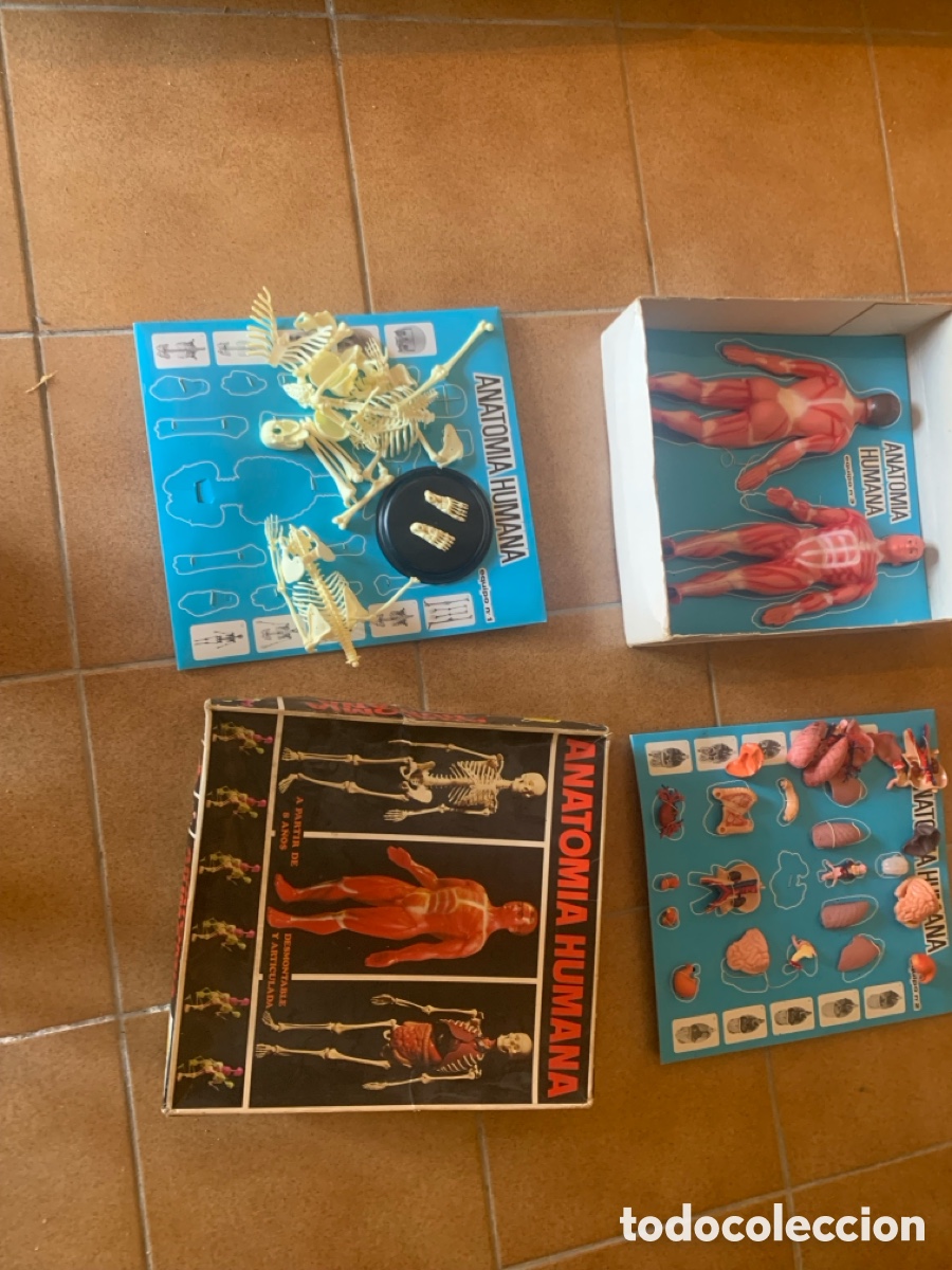 Libros: Caja ANATOMIA HUMANA 2 cajas en 1 - Foto 3