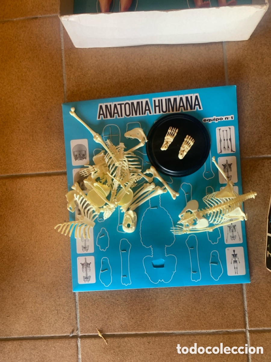 Libros: Caja ANATOMIA HUMANA 2 cajas en 1 - Foto 4
