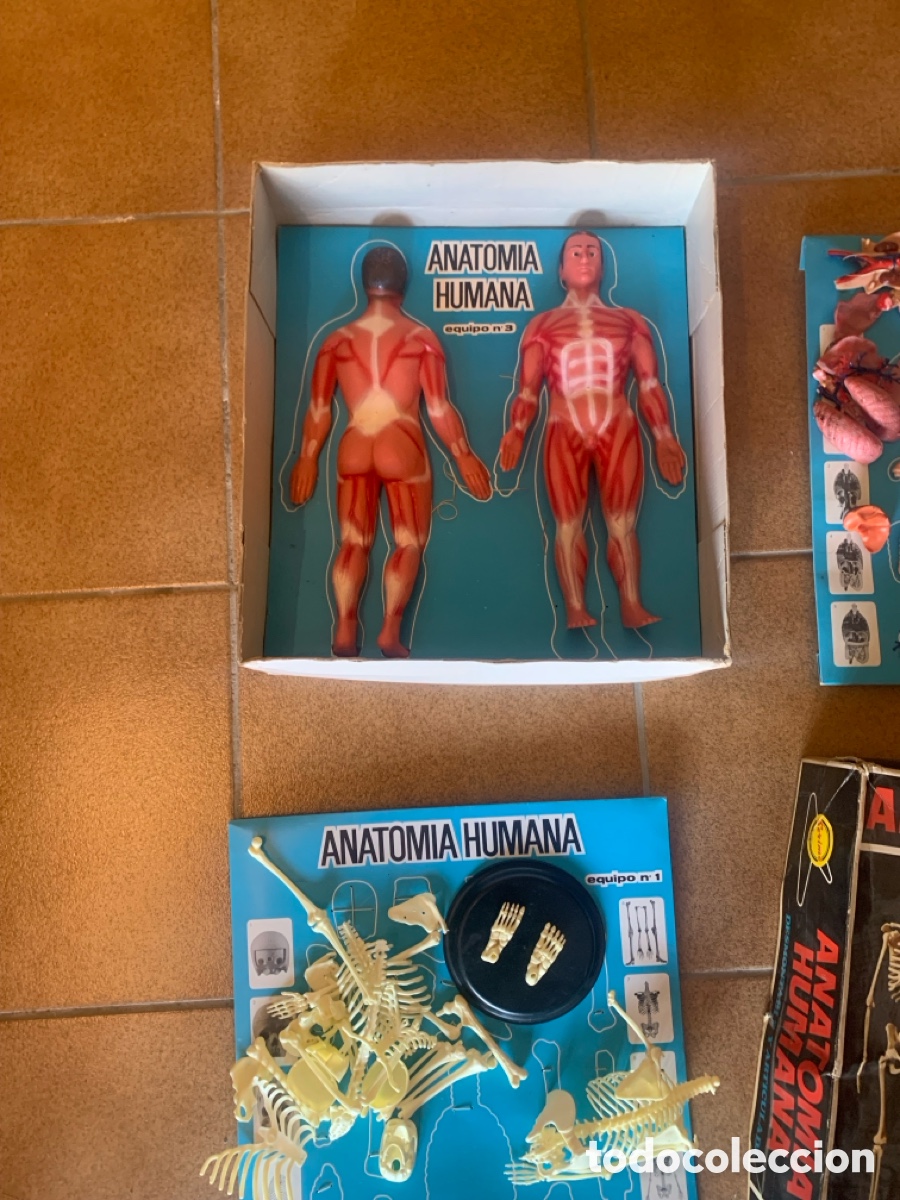 Libros: Caja ANATOMIA HUMANA 2 cajas en 1 - Foto 5