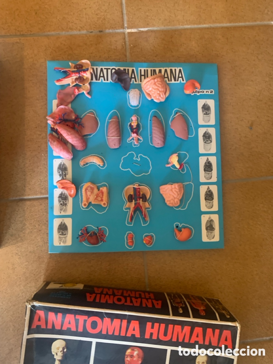 Libros: Caja ANATOMIA HUMANA 2 cajas en 1 - Foto 8