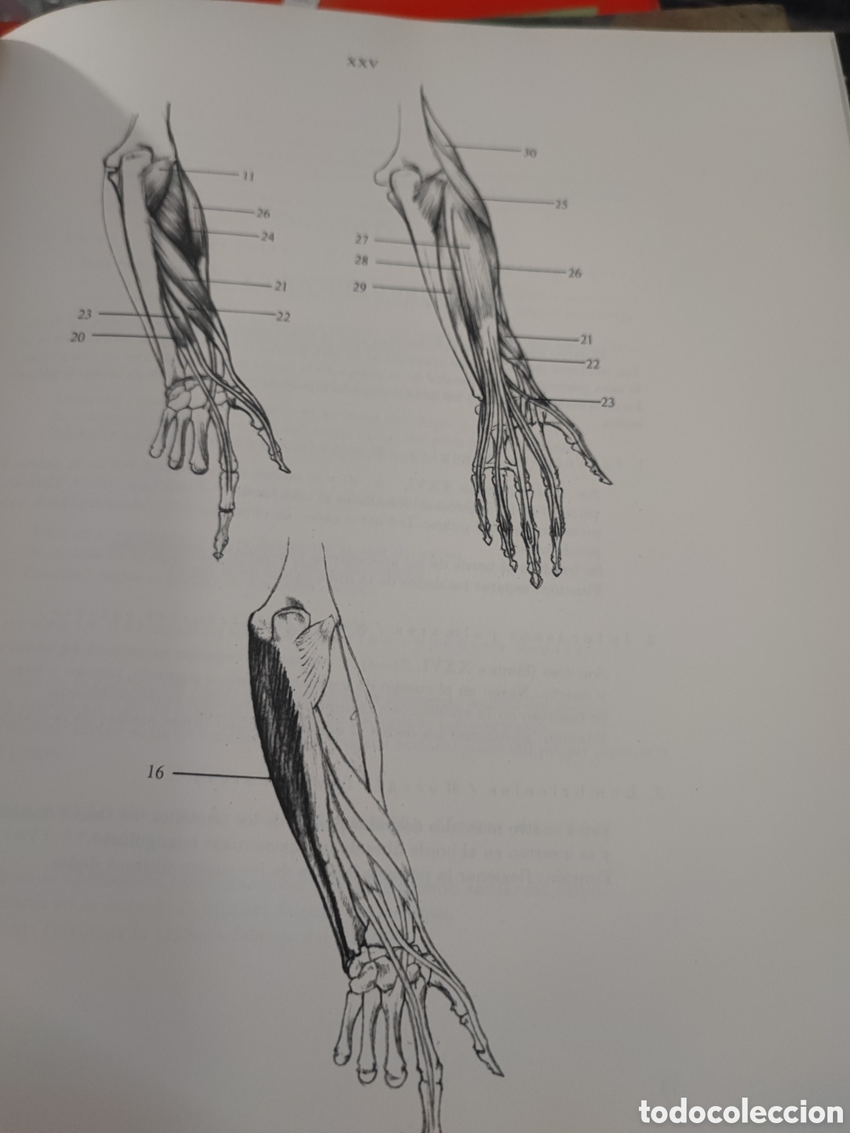 Libros: ANATOMIA ARTISTICA DEL CUERPO HUMANO - Foto 13