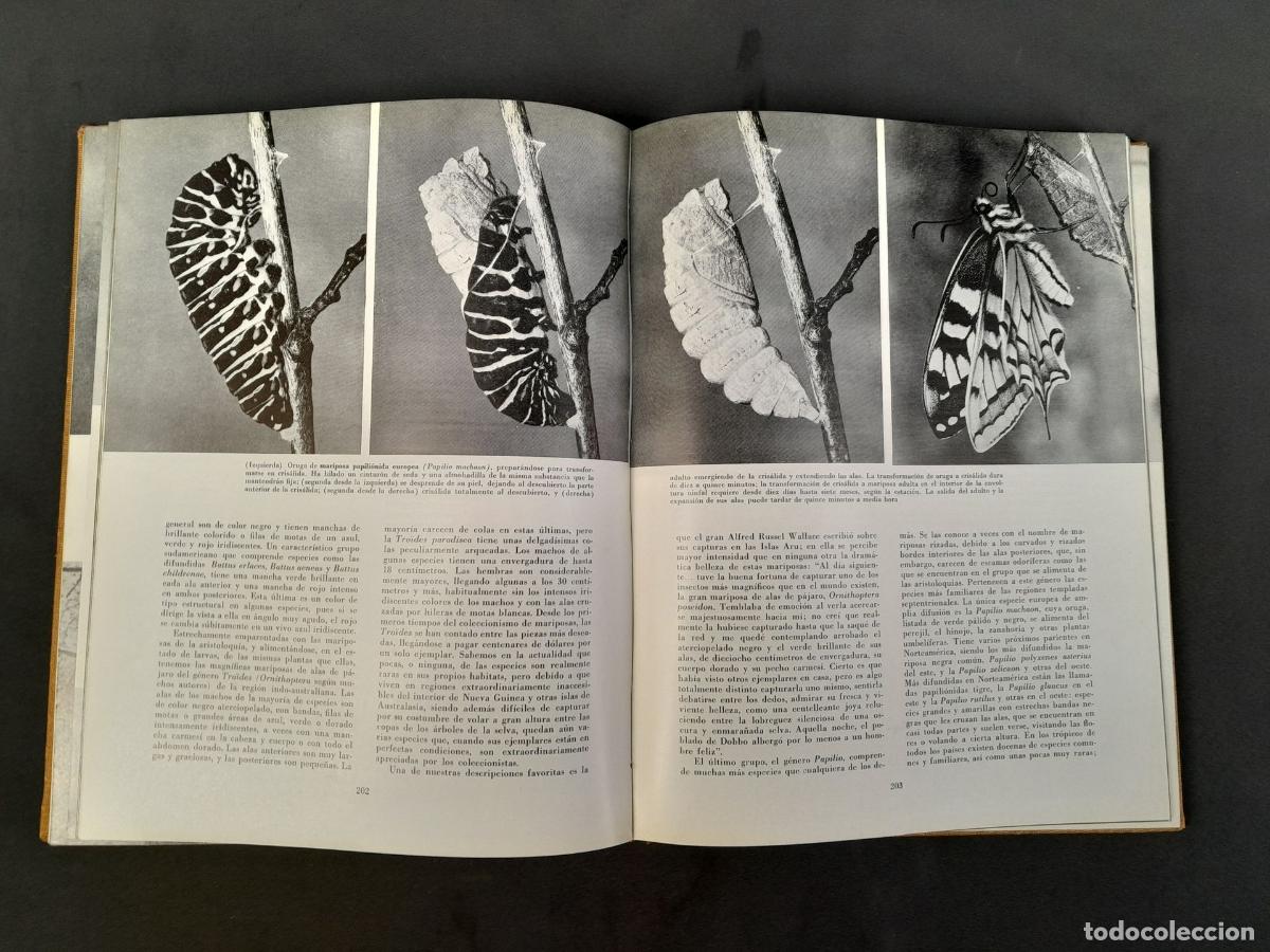 Libros: L-8468. LOS INSECTOS. A.B. KLOTS. E.B. KLOTS. BARCELONA. 1960 - Foto 2