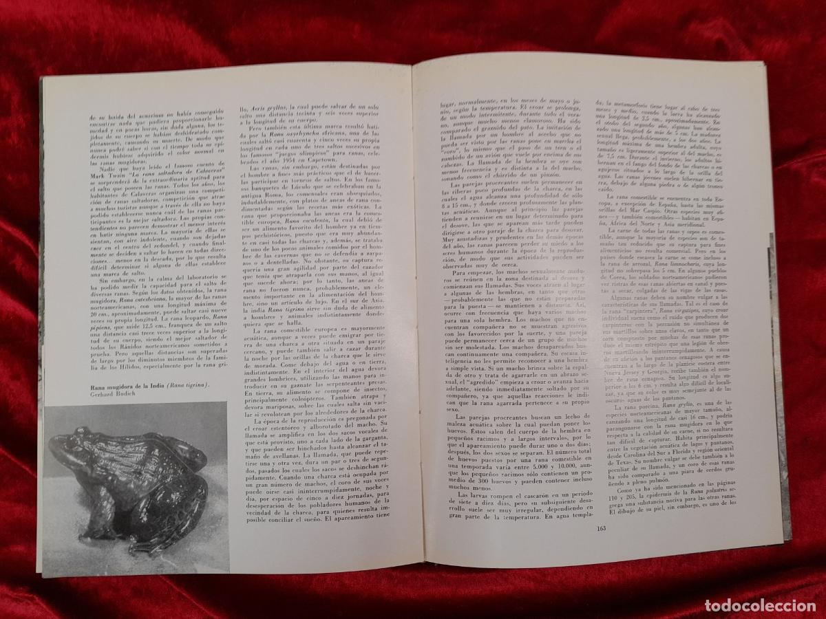 Libros: L-5853. LOS ANFIBIOS. DORIS M. COCHRAN. BARCELONA. 1961 - Foto 2