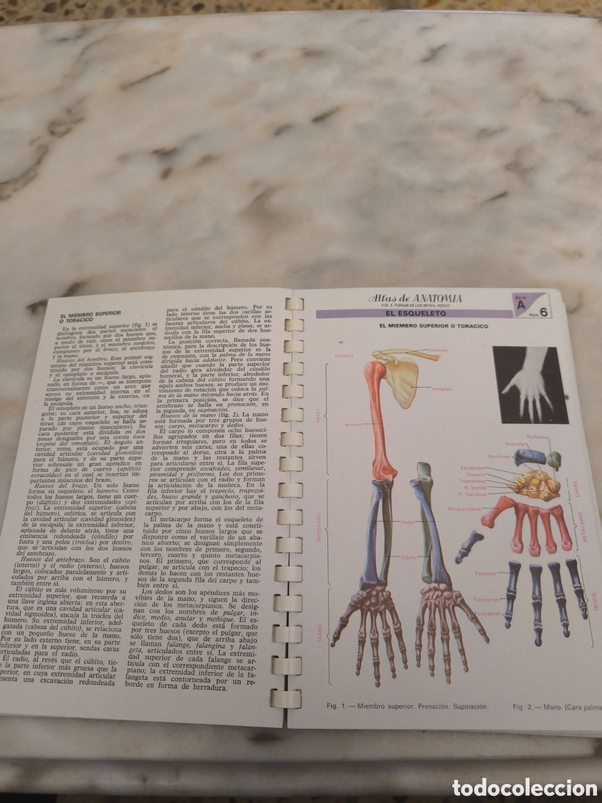 Libros: Atlas de anatom&iacute;a (cuerpo humano) - Foto 3