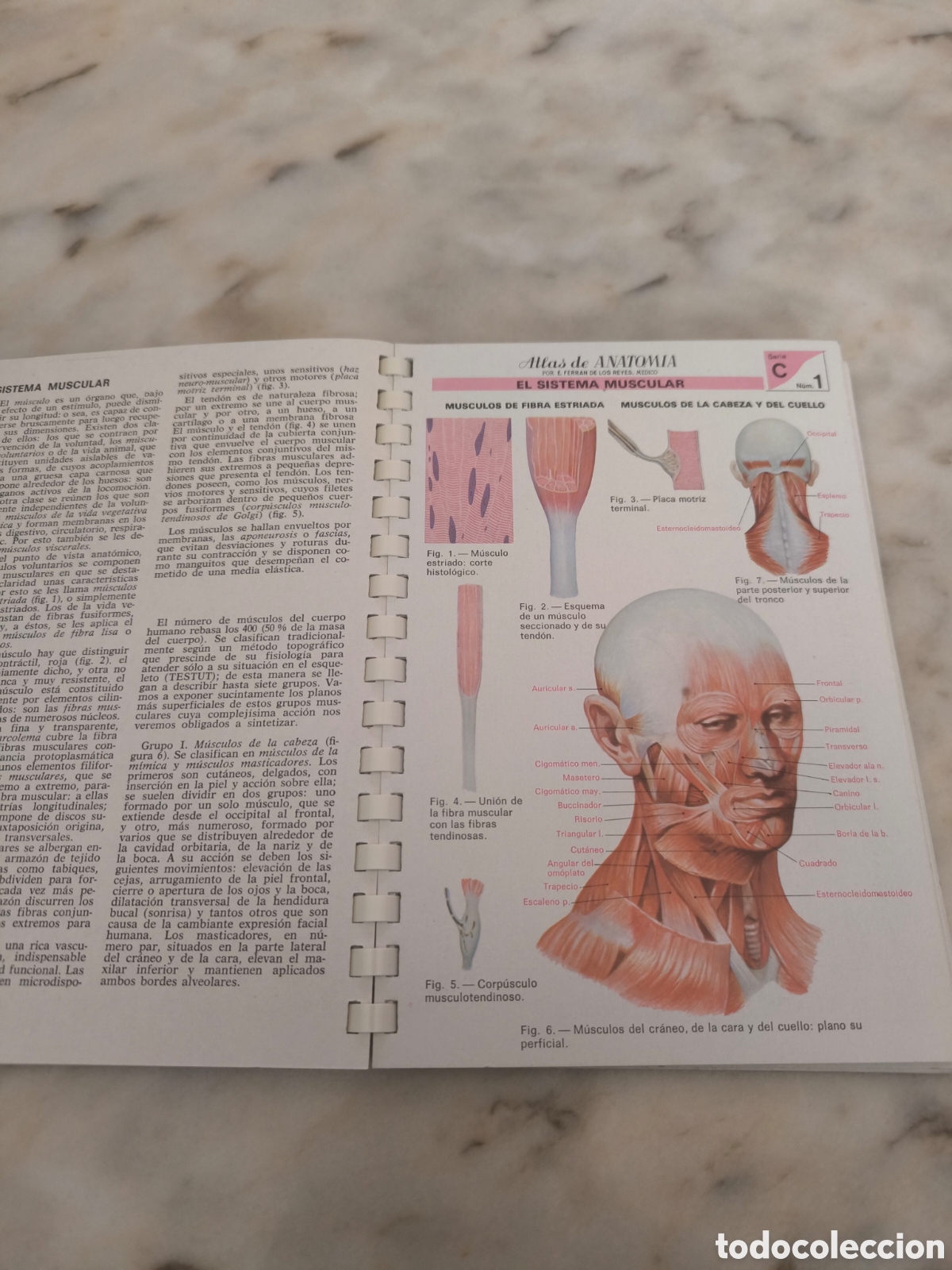 Libros: Atlas de anatom&iacute;a (cuerpo humano) - Foto 4