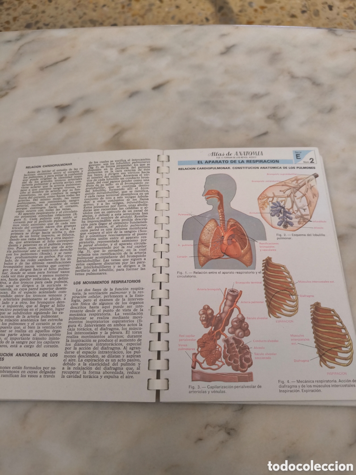 Libros: Atlas de anatom&iacute;a (cuerpo humano) - Foto 5