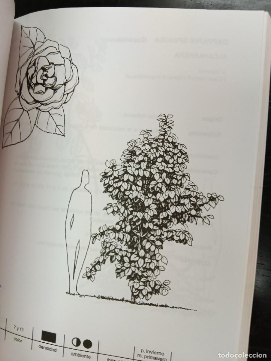 Libros antiguos: Deodendron &Aacute;rboles y arbustos de jard&iacute;n en clima templado