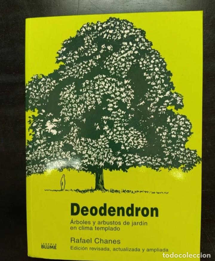 Libros antiguos: Deodendron &Aacute;rboles y arbustos de jard&iacute;n en clima templado