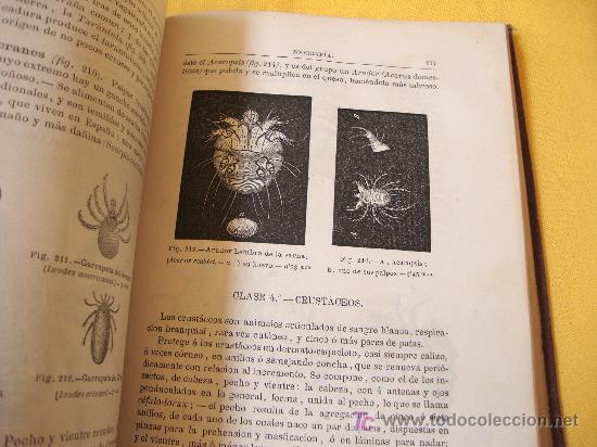 Libros antiguos: HISTORIA NATURAL A&Ntilde;O 1881 - Foto 6