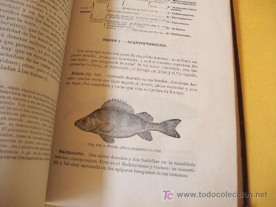 Libros antiguos: HISTORIA NATURAL A&Ntilde;O 1881 - Foto 5