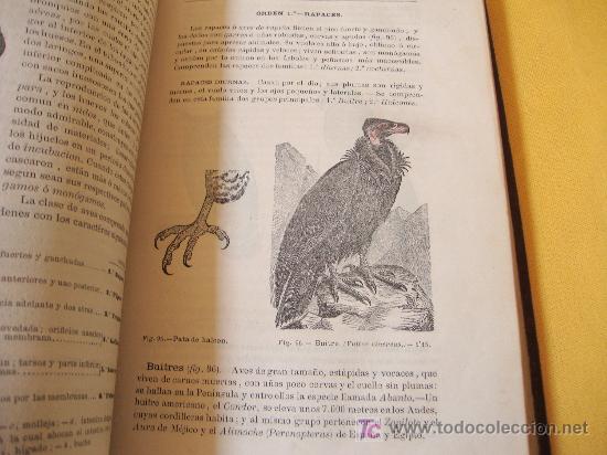 Libros antiguos: HISTORIA NATURAL A&Ntilde;O 1881 - Foto 4