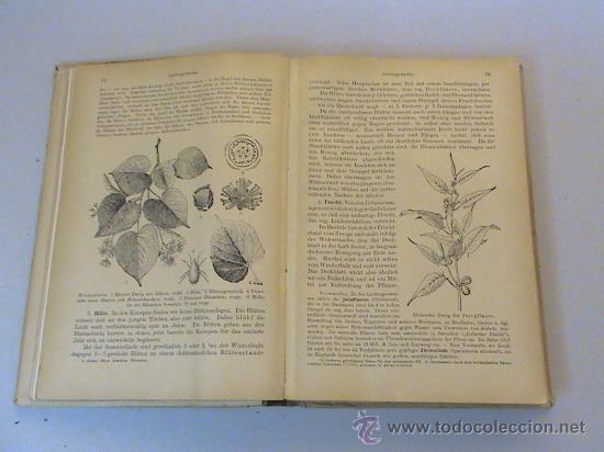 Libros antiguos: Lehrbuch der botanik (autor: Dr. O. Schmeil) - Foto 2