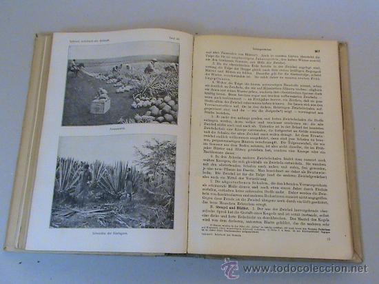 Libros antiguos: Lehrbuch der botanik (autor: Dr. O. Schmeil) - Foto 3