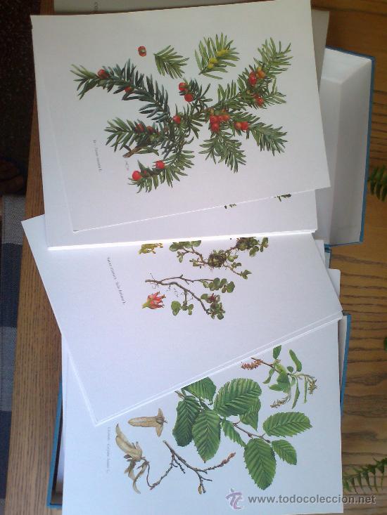 Libros antiguos: Flore II - Foto 1
