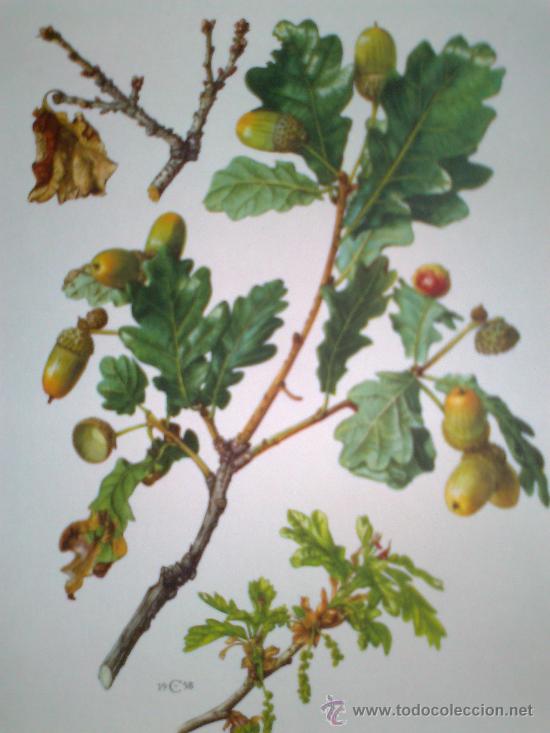 Libros antiguos: Flore II - Foto 3