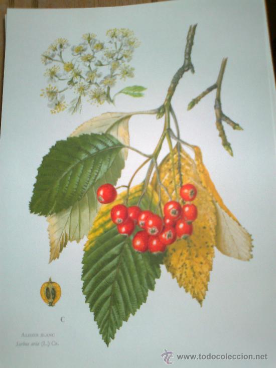 Libros antiguos: Flore II - Foto 4