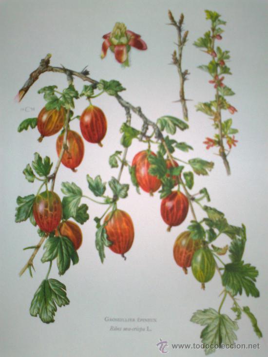 Libros antiguos: Flore II - Foto 5