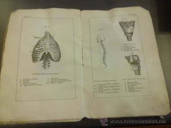 Libros antiguos: PROGRAMA DE ELEMENTOS DE HISTORIA NATURAL COMPENDIO. M. RAMOS Y LAFUENTE 1862 - Foto 2