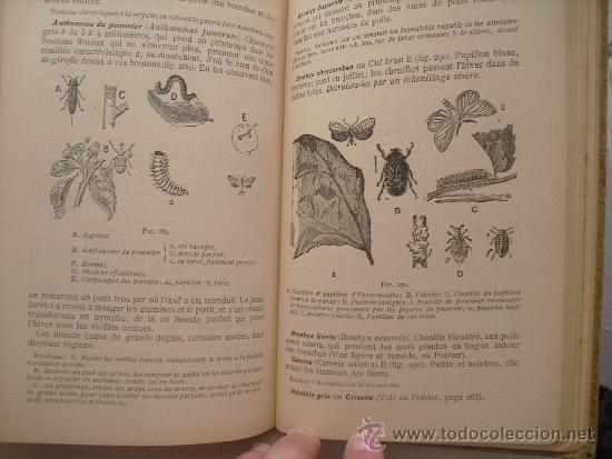 Libros antiguos: Arboriculture Fruitiere. Vercier, J. - Foto 2