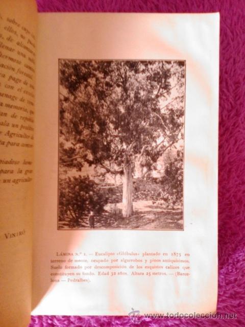 Libros antiguos: EUCALIPTO, LA REPOBLACION FORESTAL, D. PEDRO VENTALLO Y VINTRO 1908 - Foto 3