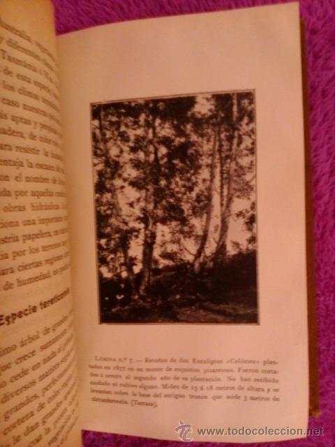 Libros antiguos: EUCALIPTO, LA REPOBLACION FORESTAL, D. PEDRO VENTALLO Y VINTRO 1908 - Foto 6