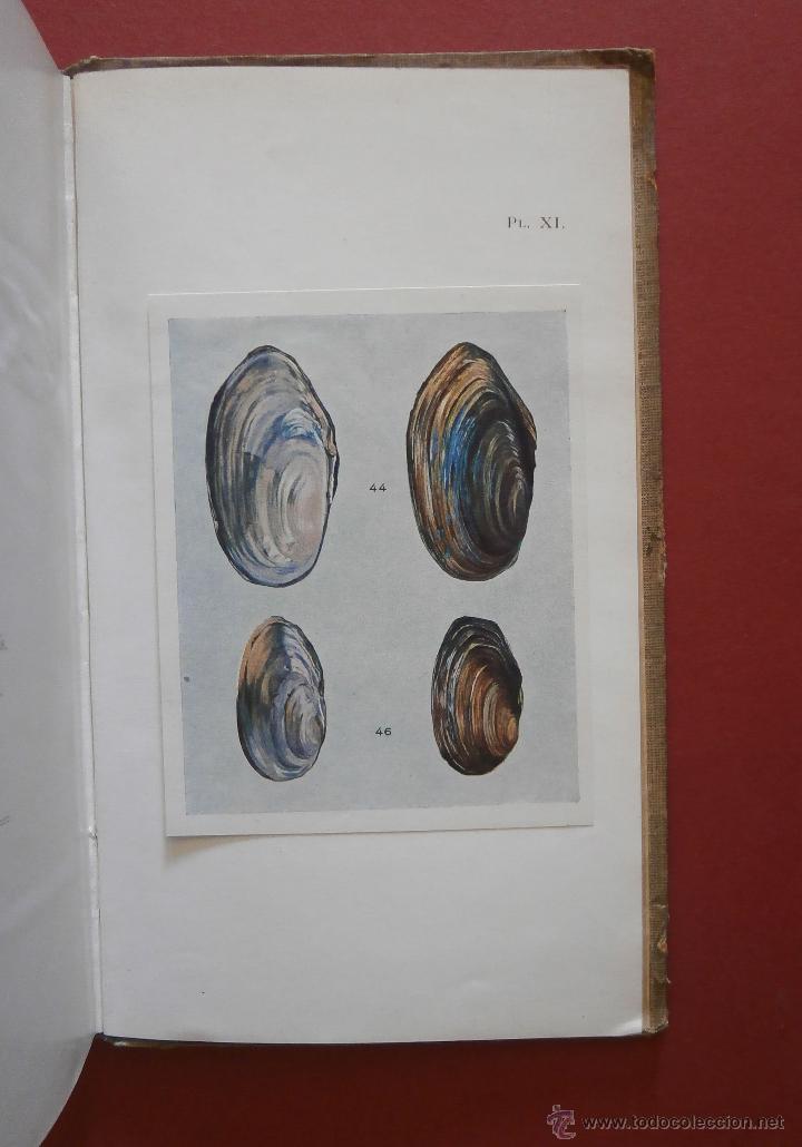 Libros antiguos: Les Mollusques dEau Douce. E. Chemin - Foto 2