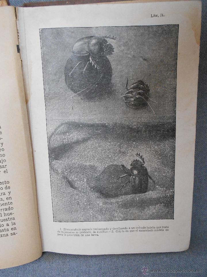 Libros antiguos: LA VIDA DE LOS INSECTOS - Foto 3