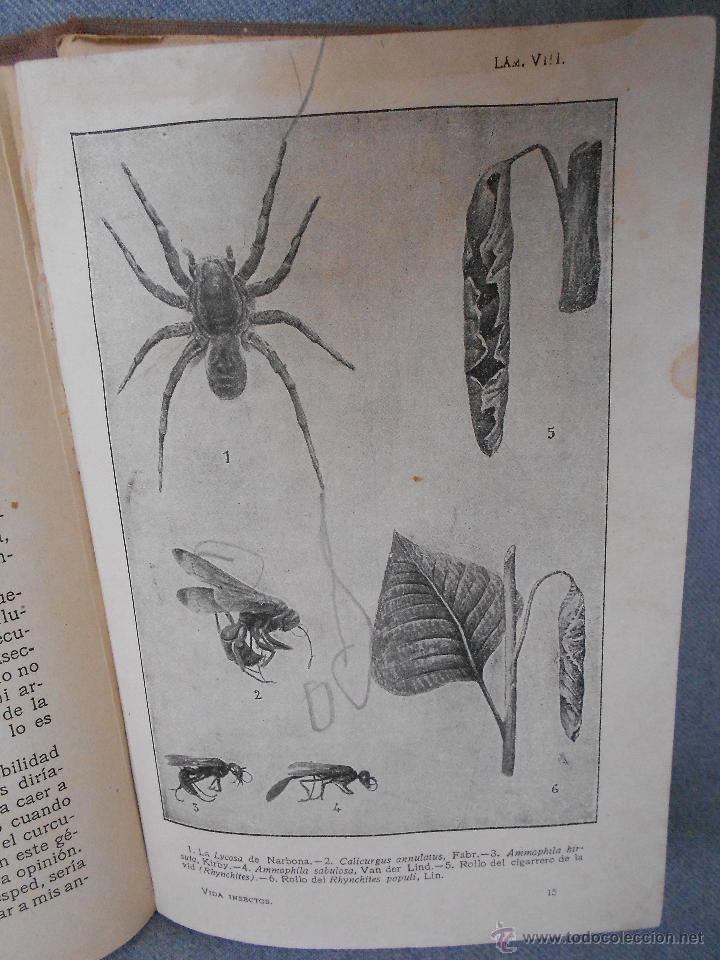 Libros antiguos: LA VIDA DE LOS INSECTOS - Foto 5