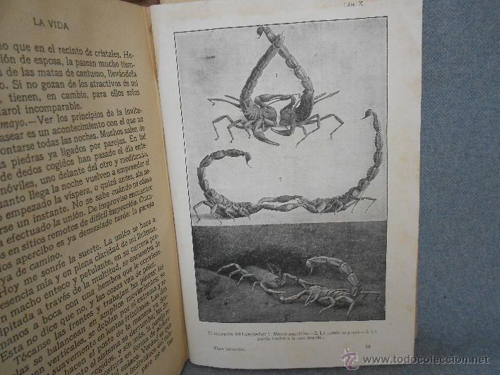 Libros antiguos: LA VIDA DE LOS INSECTOS - Foto 6