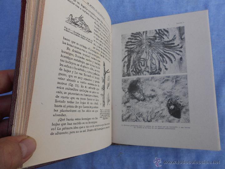 Libros antiguos: EL MUNDO DE LOS INSECTOS - Foto 3