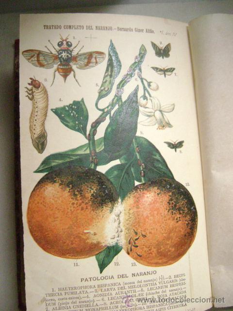 Libros antiguos: TRATADO COMPLETO DEL NARANJO,1893. L-661 - Foto 8