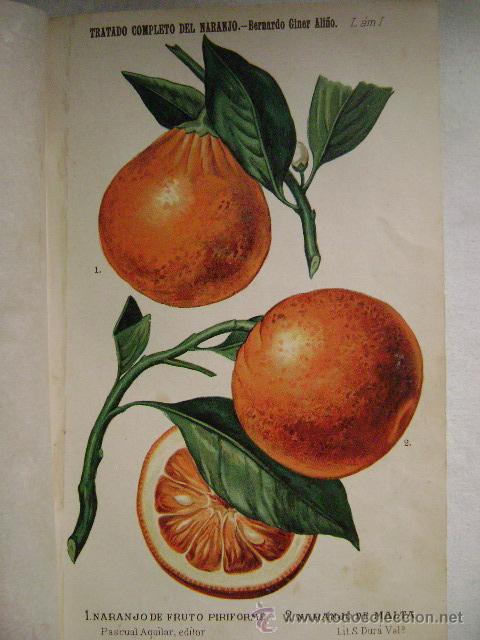Libros antiguos: TRATADO COMPLETO DEL NARANJO,1893. L-661 - Foto 9