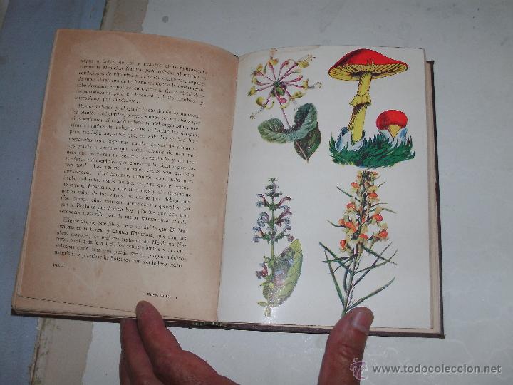 Libros antiguos: BOTANICA PRACTICA - Foto 6