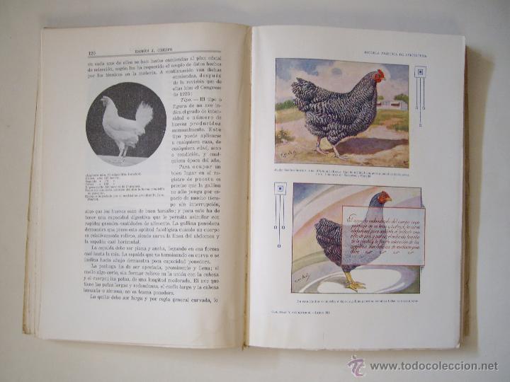Libros antiguos: GALLINAS Y GALLINEROS - Foto 3