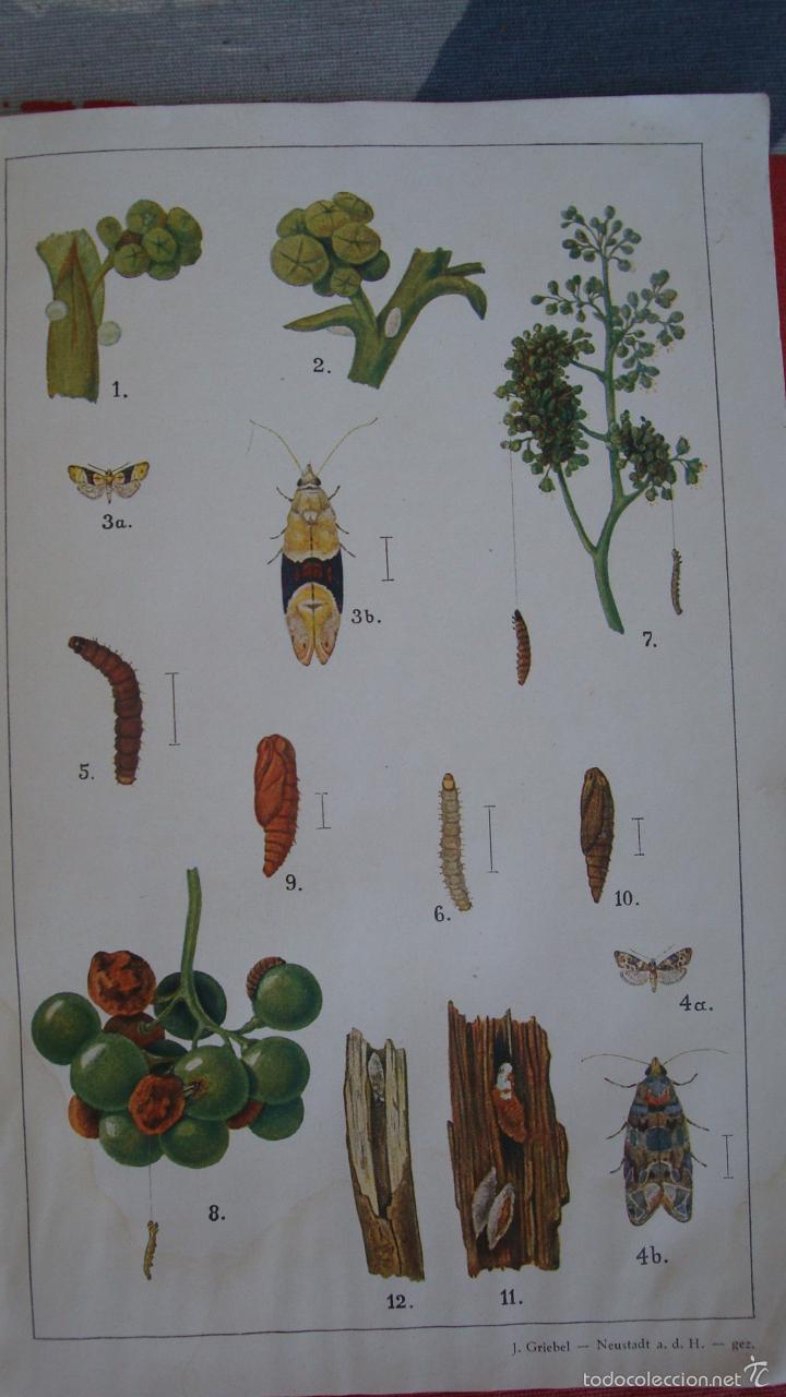 Libros antiguos: EL GUSANO DE LA VID - Foto 2