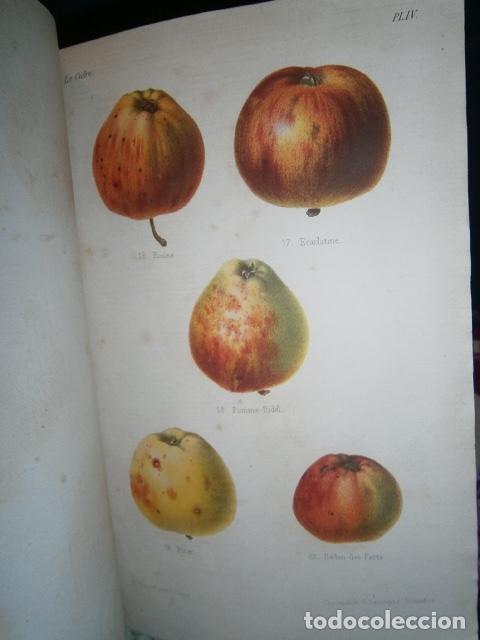 Libros antiguos: SIDRA - SIDRER&Iacute;A - MANZANAS. La cidre. - Foto 1