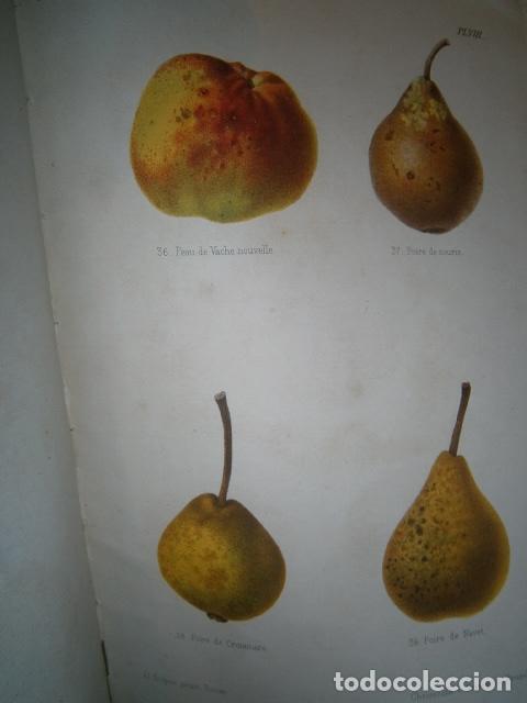 Libros antiguos: SIDRA - SIDRER&Iacute;A - MANZANAS. La cidre. - Foto 3