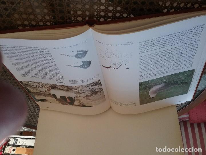 Libros antiguos: Fauna Iberica - Foto 2