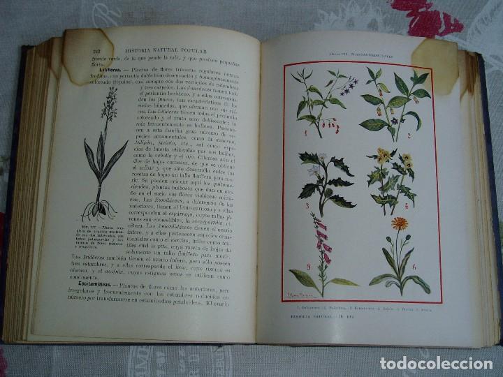 Libros antiguos: Libro la Historia Natural de Sopena 1935 - Foto 16